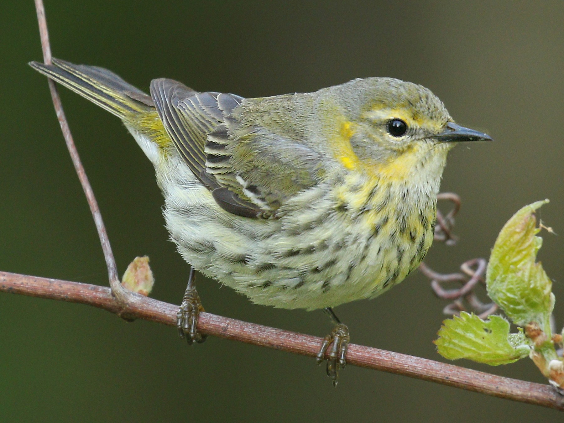 Cape May Warbler - Ryan Schain