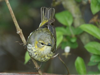Взрослая самка/молодая птица - Ryan Schain - ML297034101
