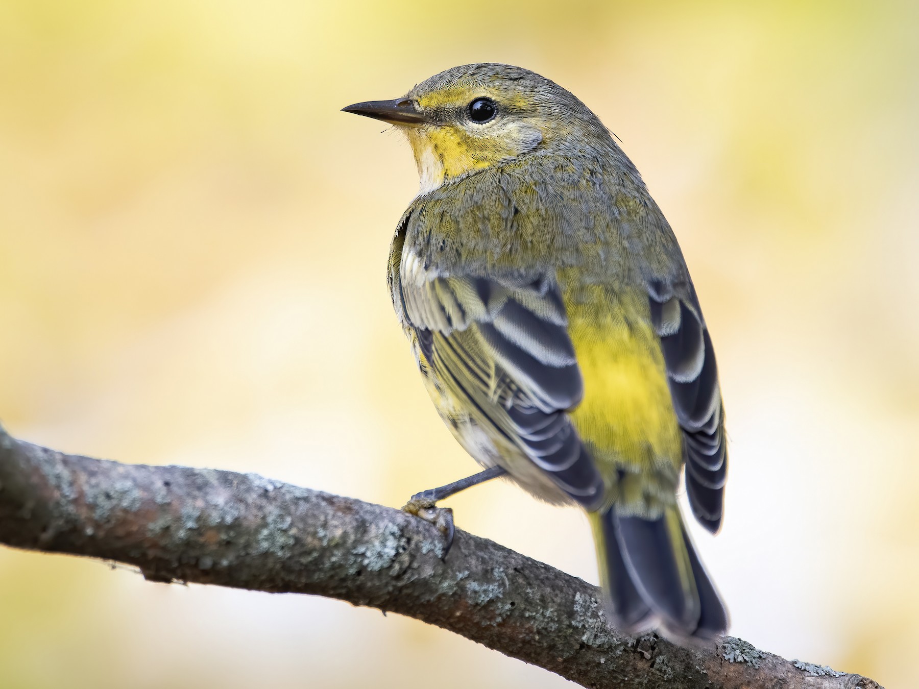 Cape May Warbler - Ryan Sanderson