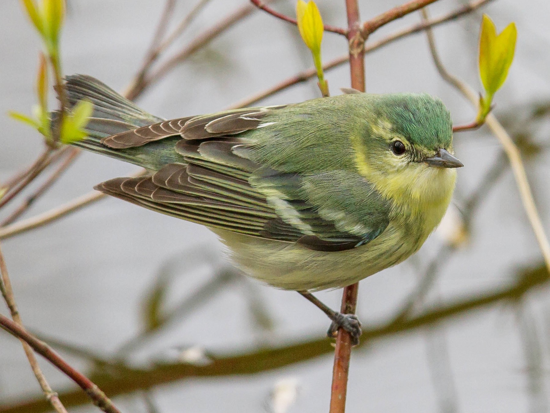 Cerulean Warbler - J B