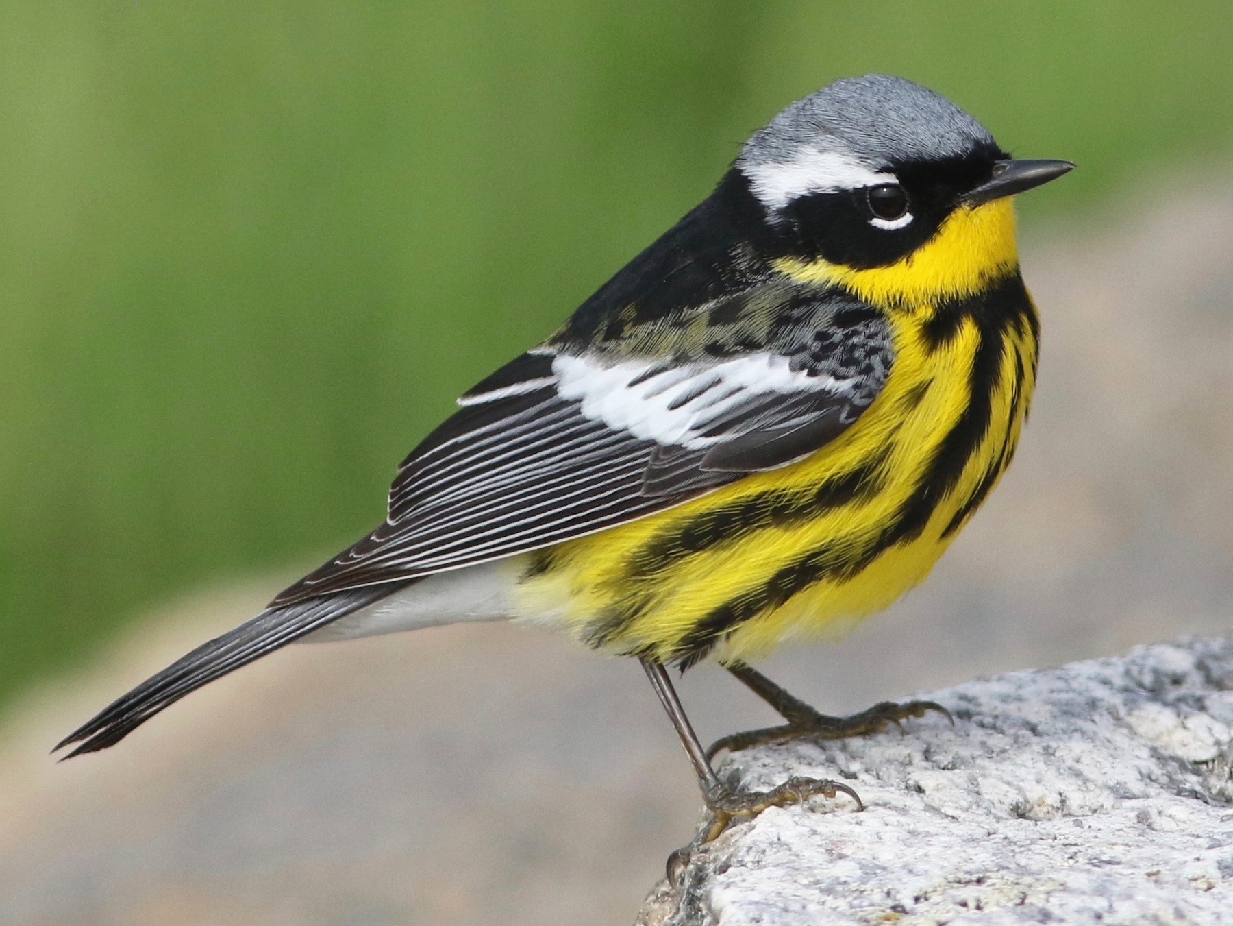 Female Magnolia Warbler