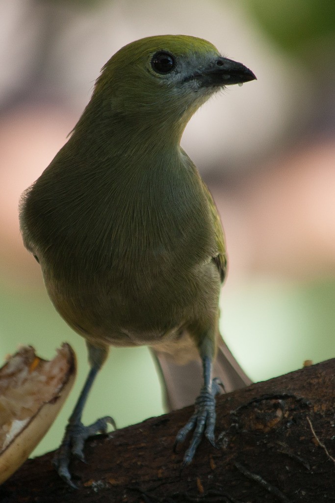 Palm Tanager - ML297042651
