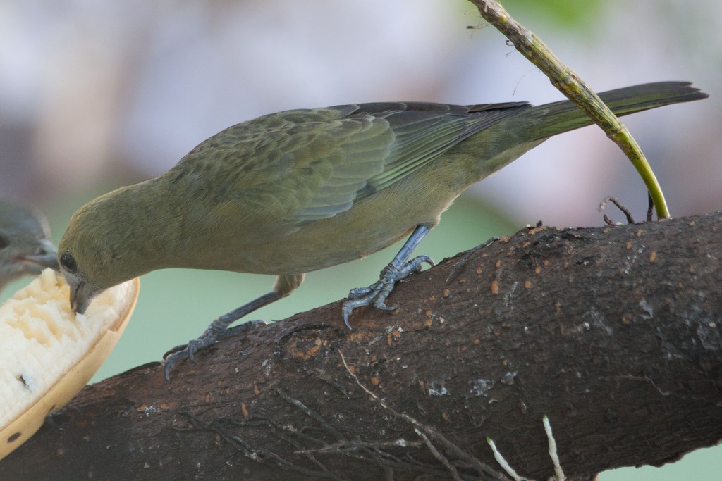 Palm Tanager - ML297042661
