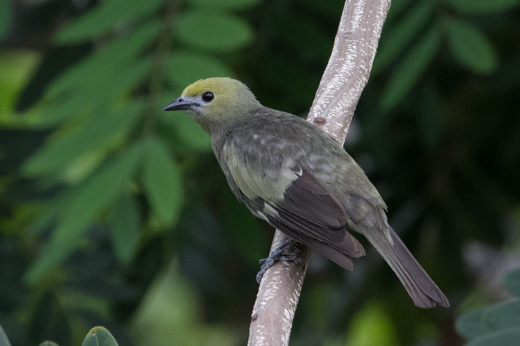 Palm Tanager - ML297042691
