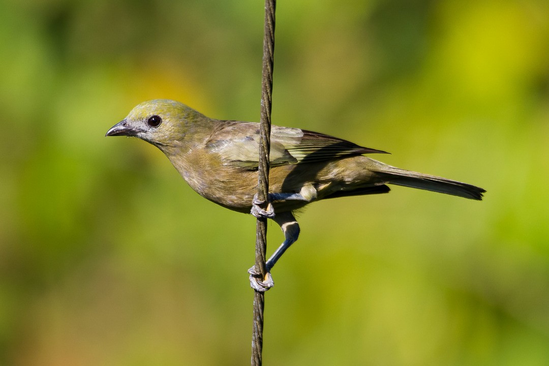 Palm Tanager - ML297042711
