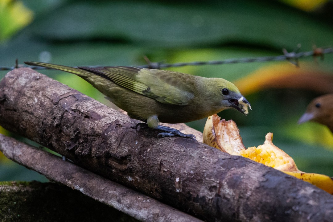 Palm Tanager - ML297042721