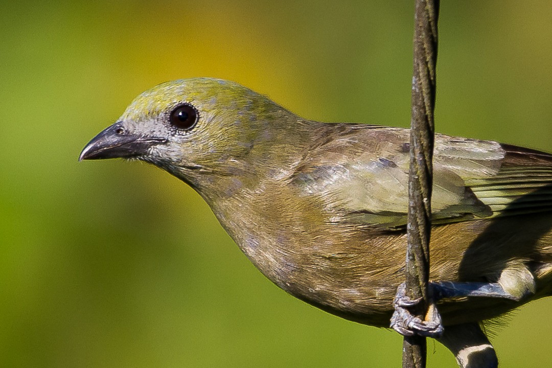 Palm Tanager - ML297042731