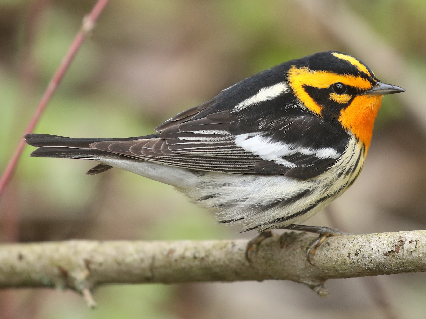 Blackburnian Warbler - Ezra Staengl