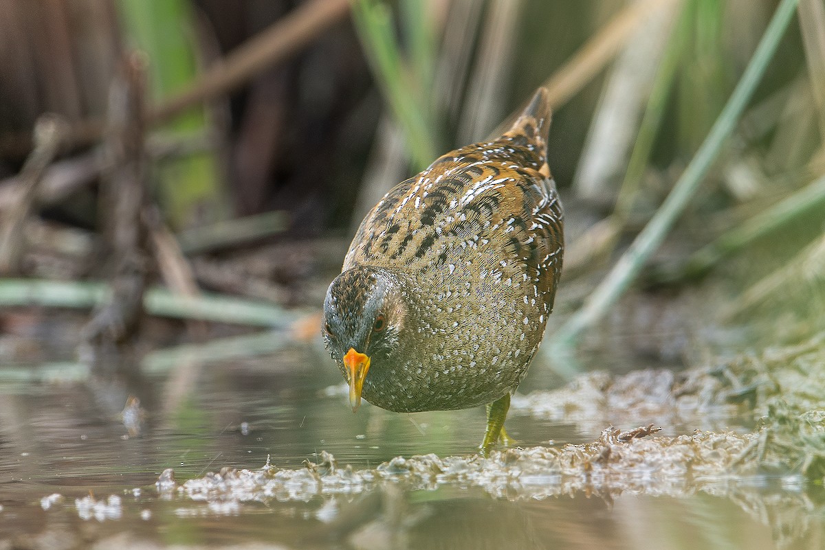 Spotted Crake - ML297046021