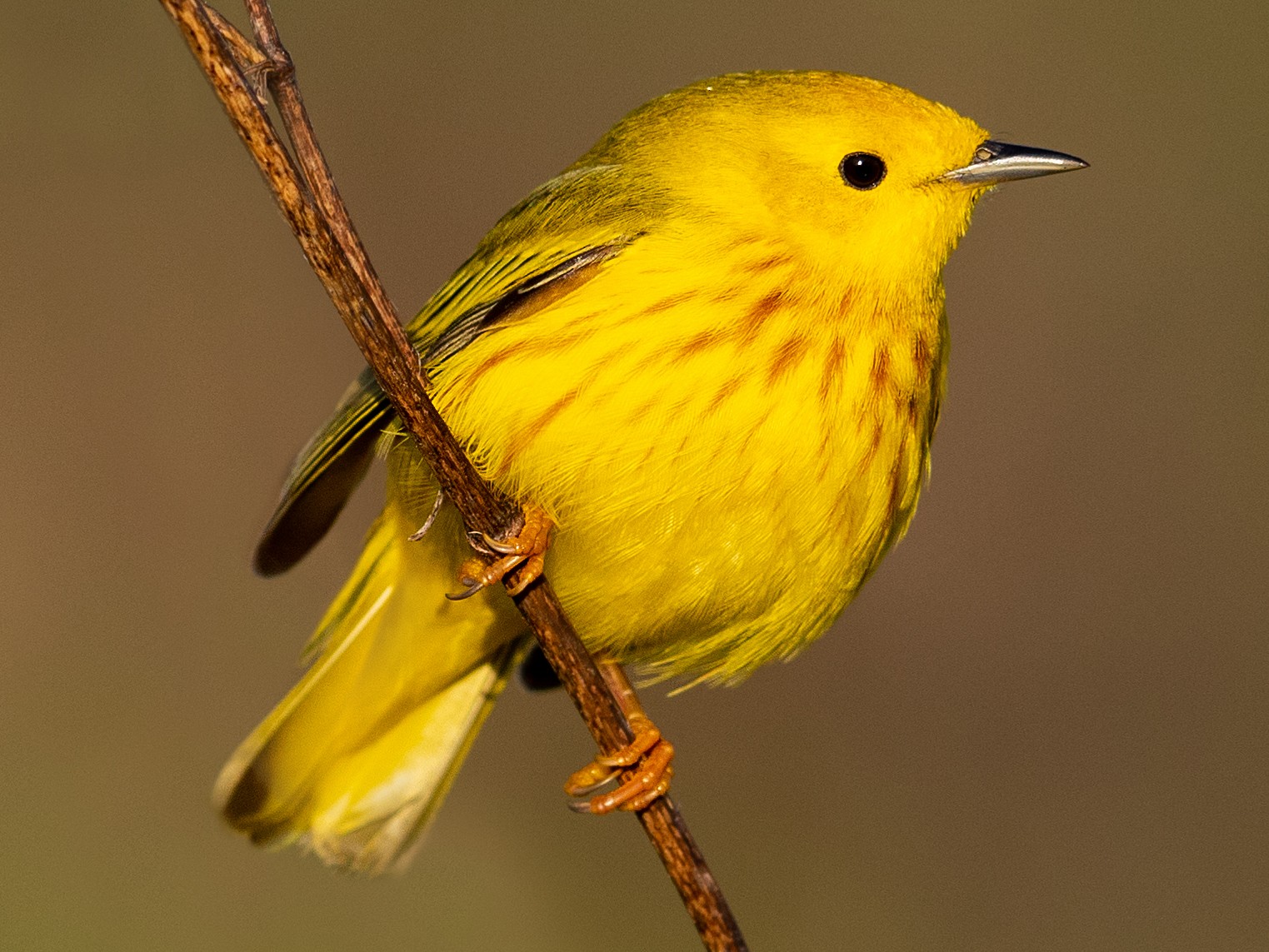 Yellow Warbler - Brad Imhoff