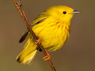 Download Yellow Warbler Setophaga Petechia Birds Of The World