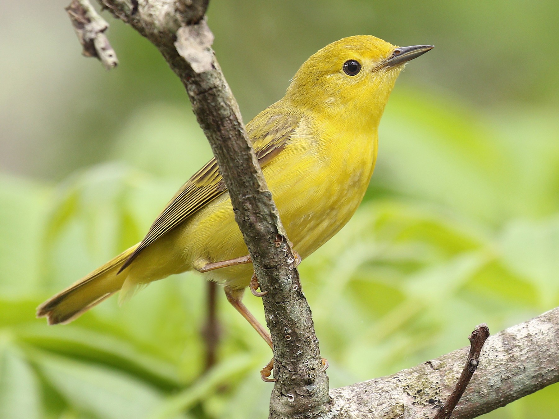 Yellow Warbler Male And Female