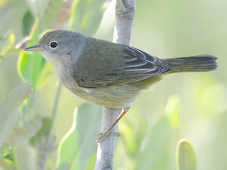 Самка/молодая птица (Mangrove) - Steven Mlodinow - ML297046881