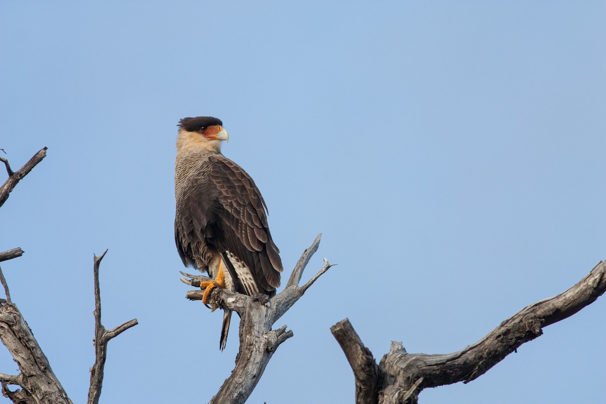 Crested Caracara (Southern) - ML297047191