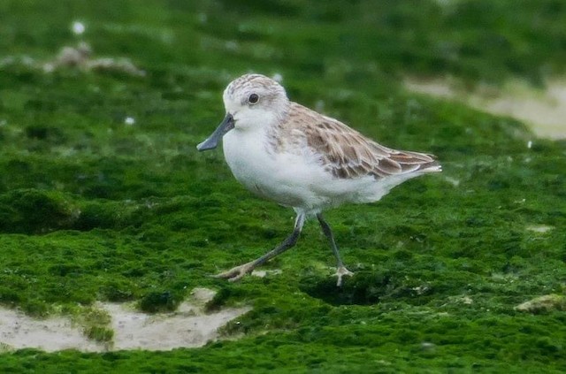 First-year bird. - Spoon-billed Sandpiper - 