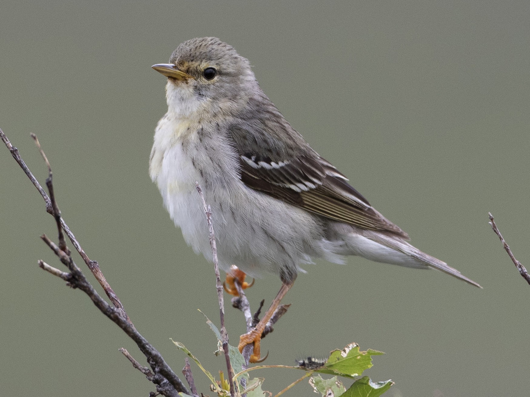 Blackpoll Warbler - Brian Sullivan