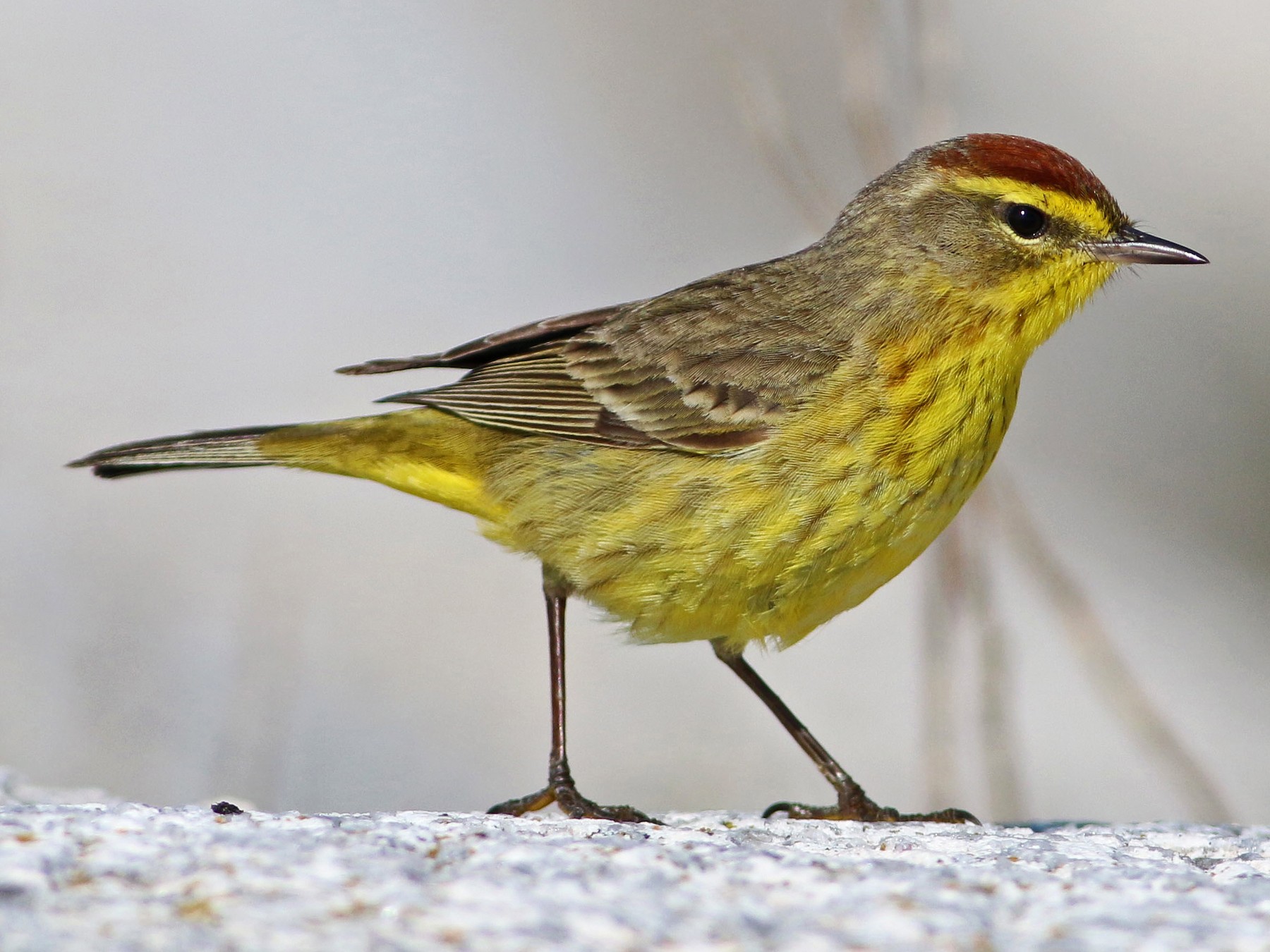 Palm Warbler - Keenan Yakola