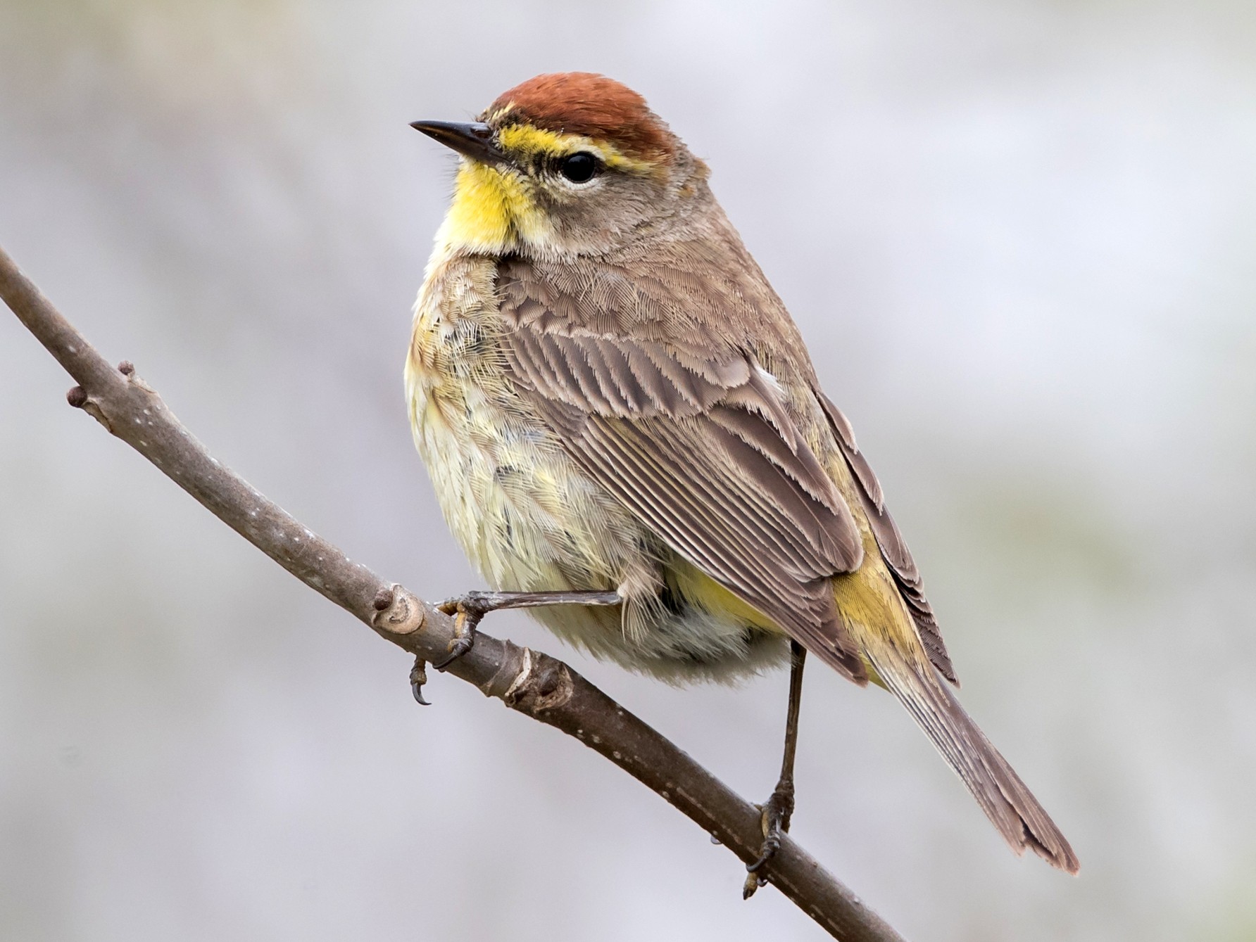 Palm Warbler - Brendan Klick