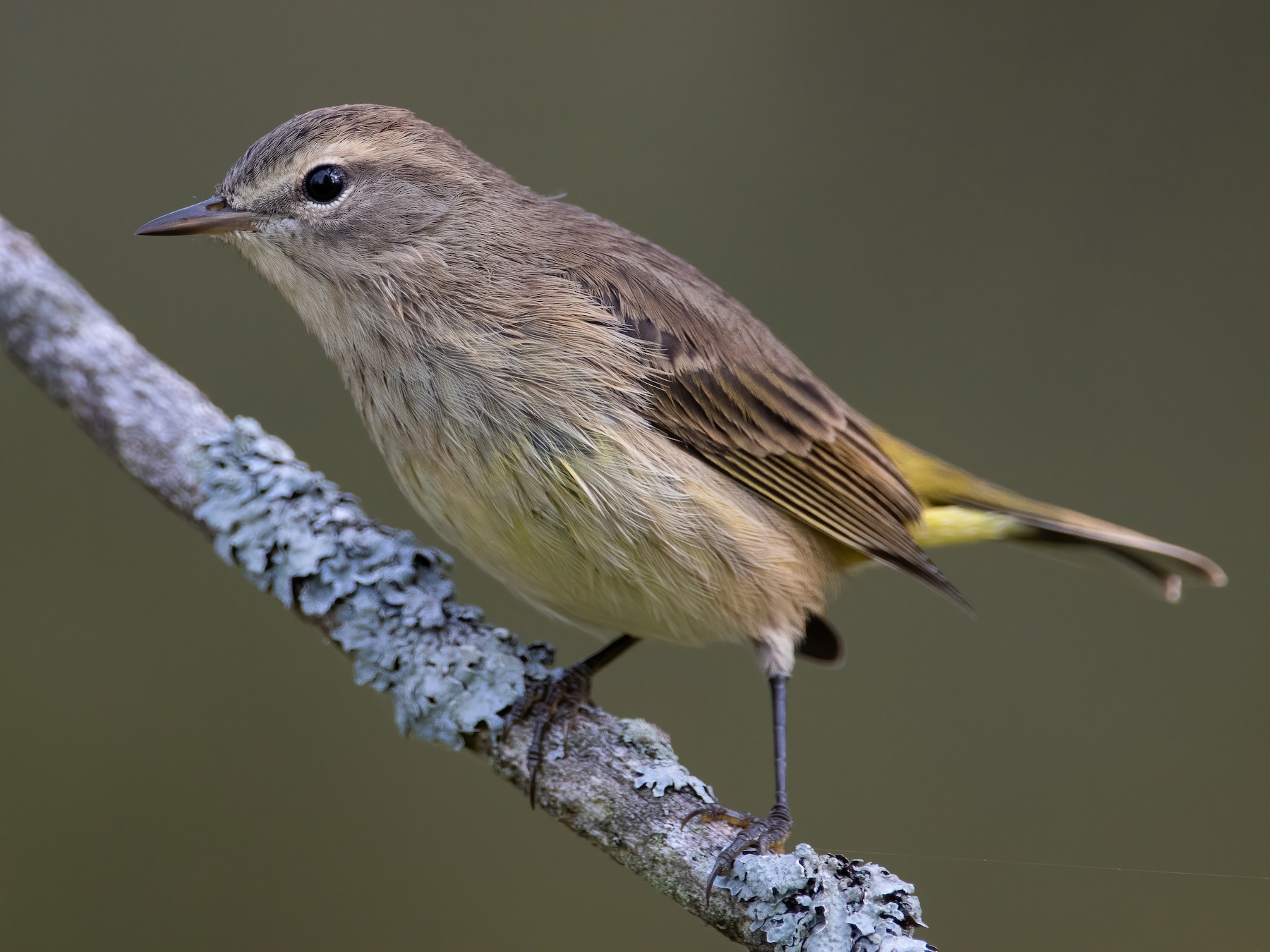 Palm Warbler Fall Plumage