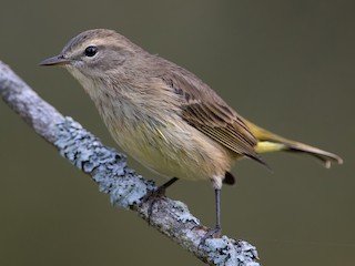 非繁殖成鳥/未成年鳥 (Western) - Blair Dudeck - ML297049691