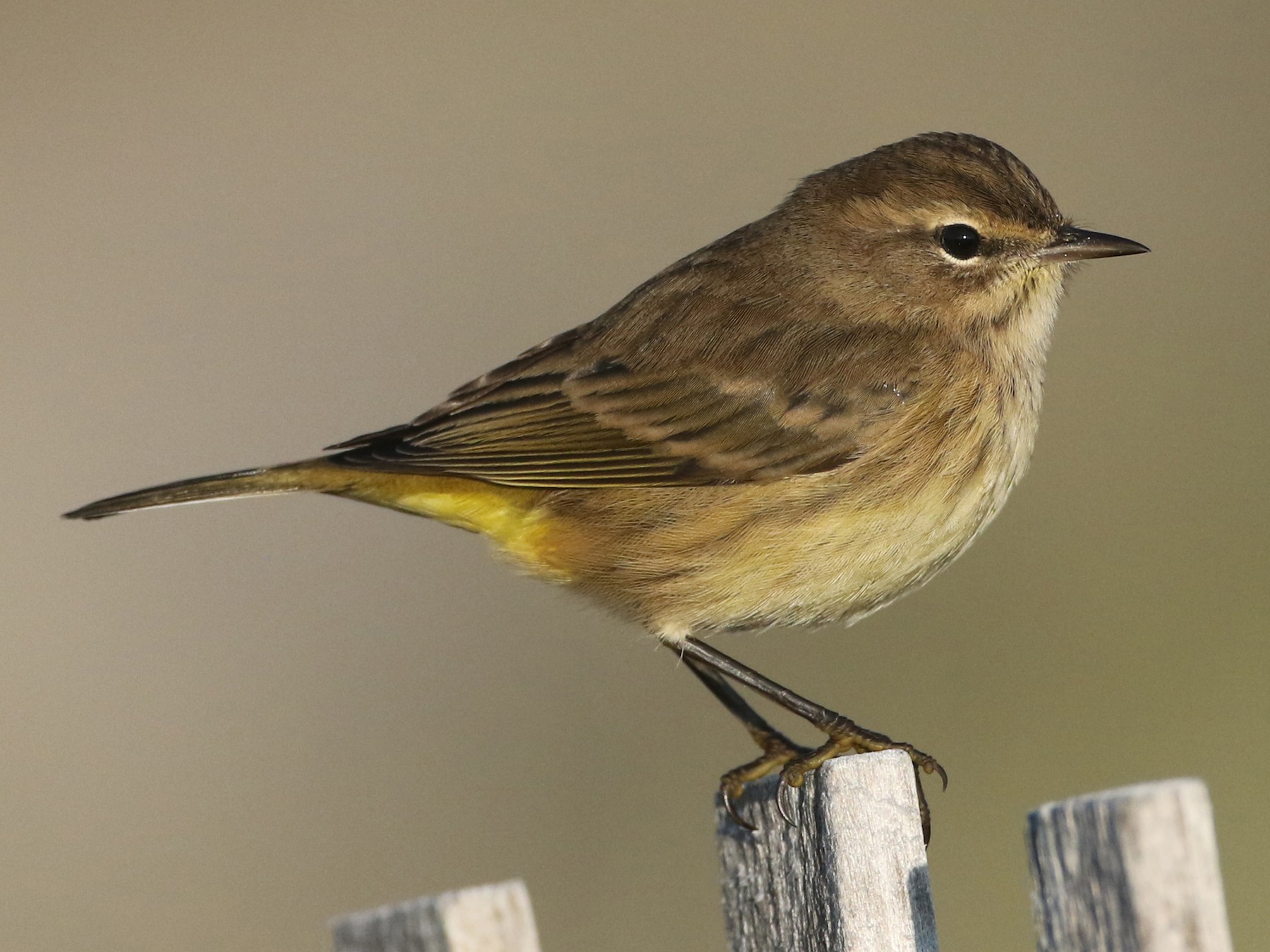 Palm Warbler