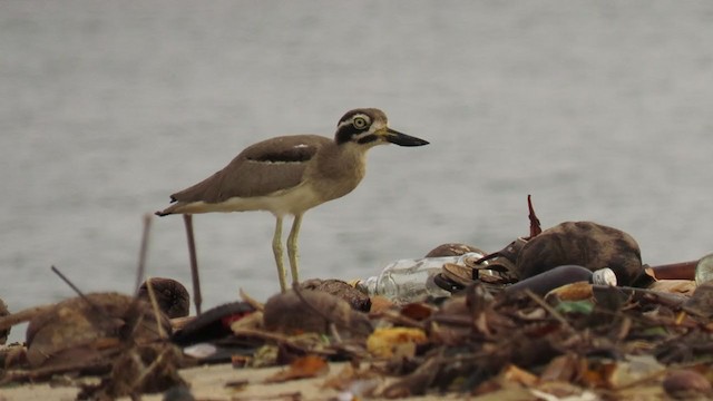 Great Thick-knee - ML297051621
