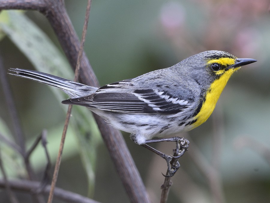 Grace's Warbler - eBird