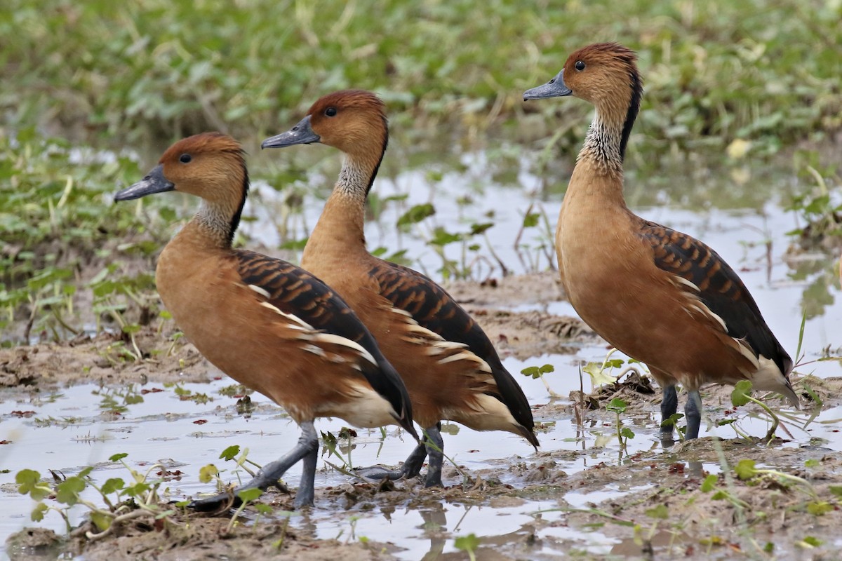 Fulvous Whistling-Duck - ML297059681