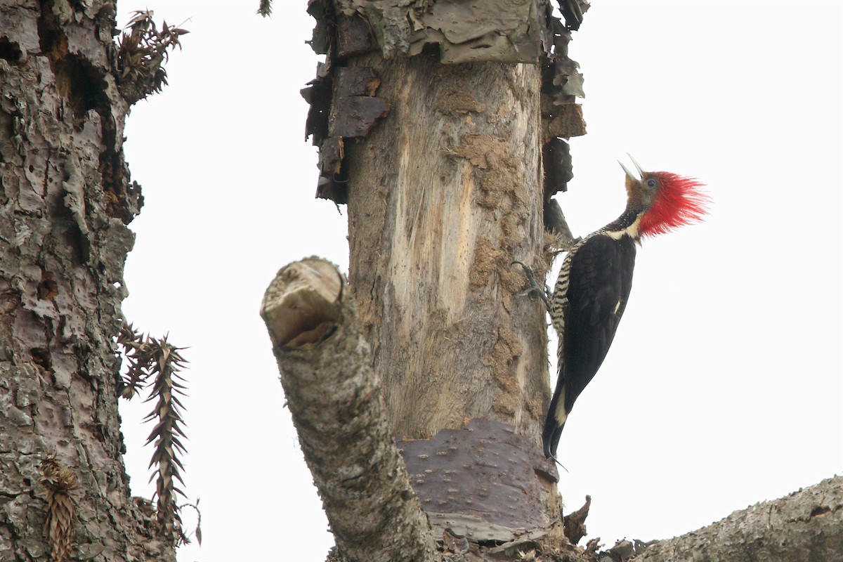 Helmeted Woodpecker - ML297061841