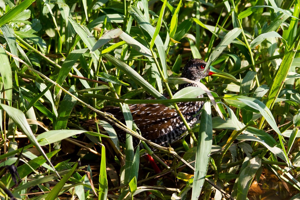 Spotted Rail - ML297062341