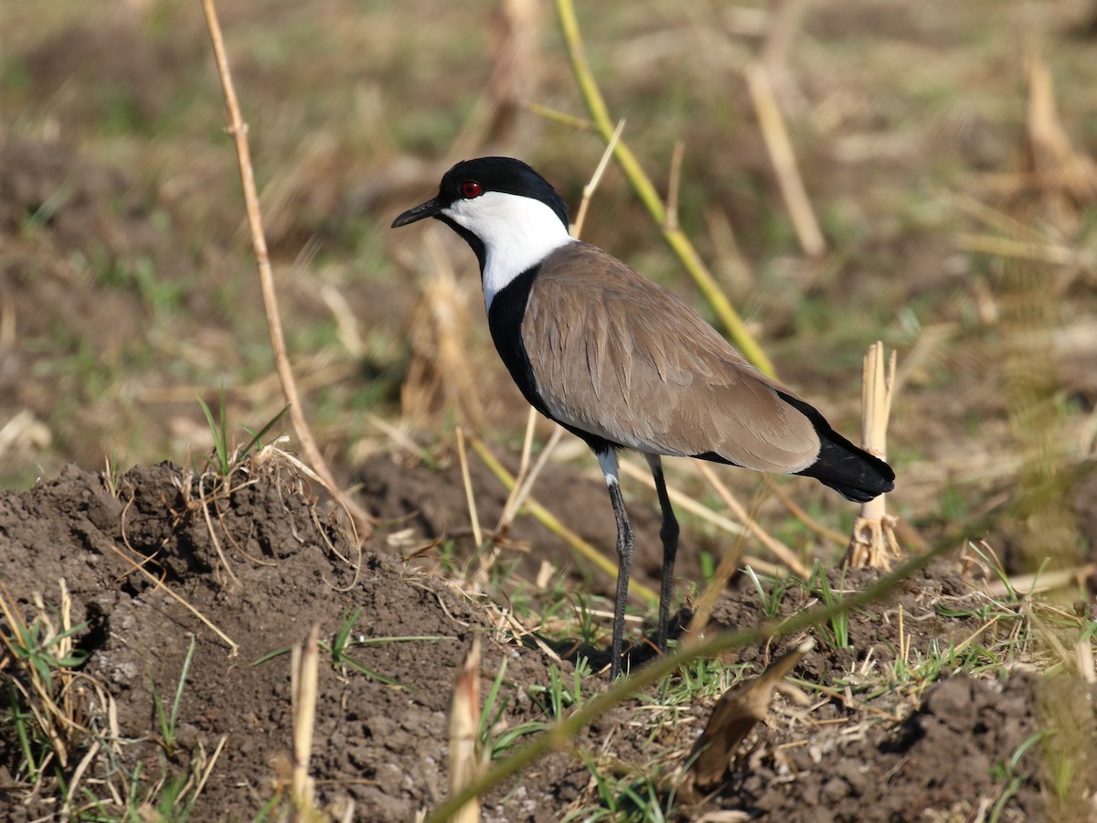 Spur-winged Lapwing - ML297063231
