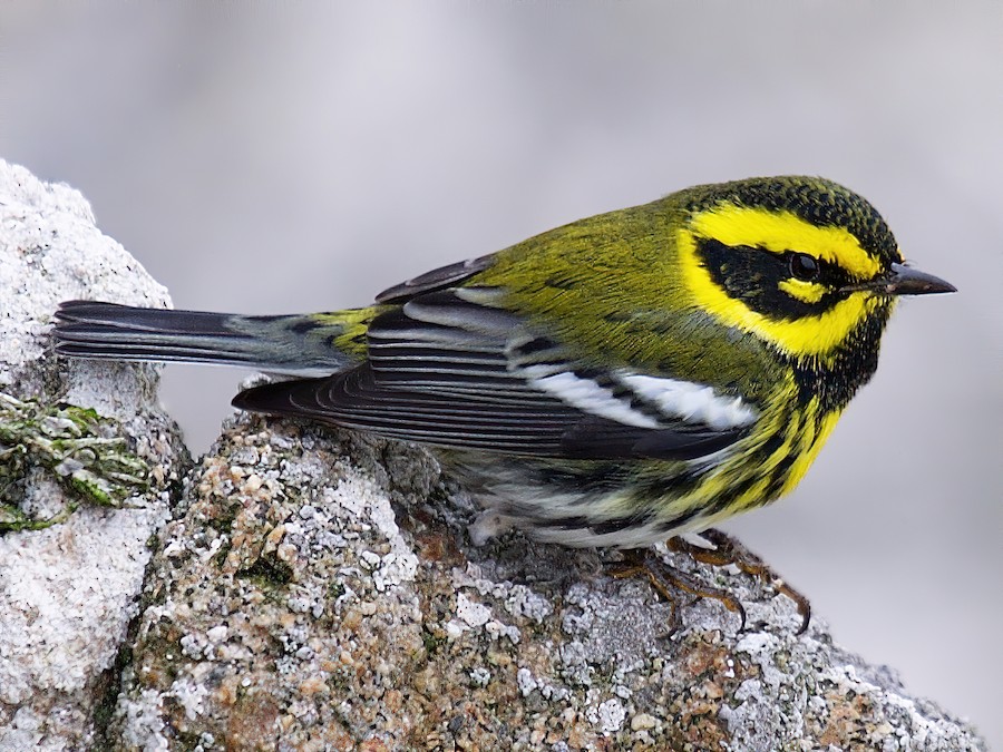 タウンゼンドアメリカムシクイ - eBird