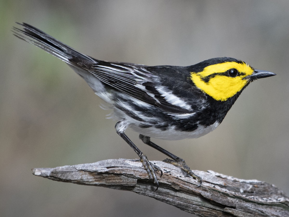 Texas Species Overview | BirdWise ID Quizzes
