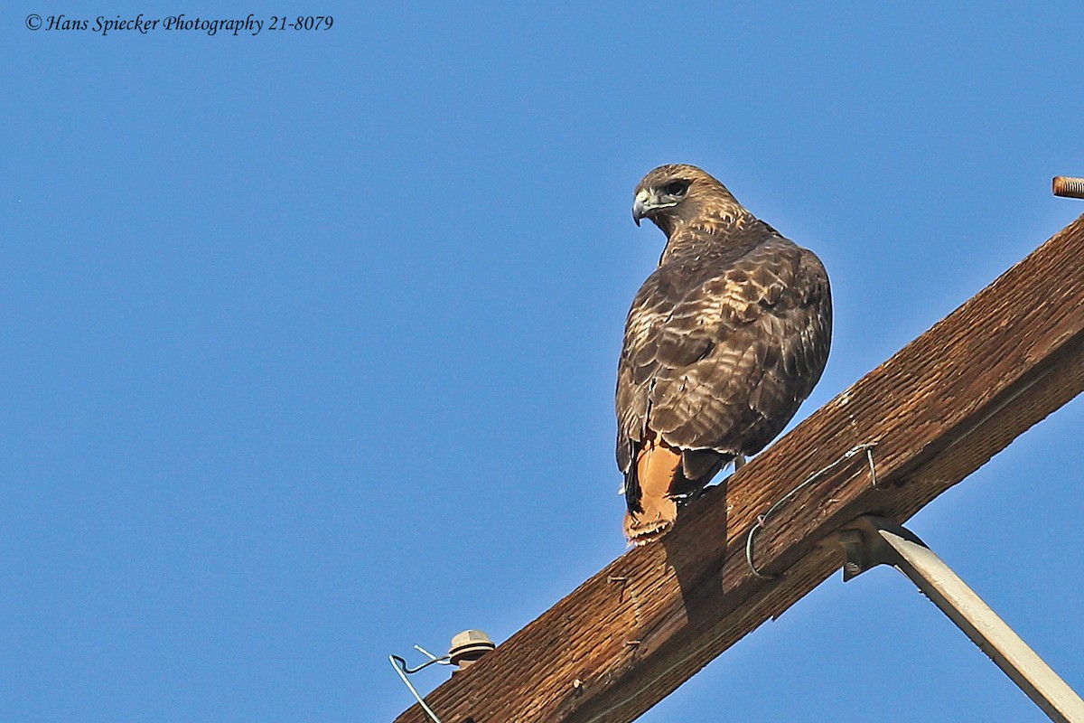 Red-tailed Hawk - ML297071311