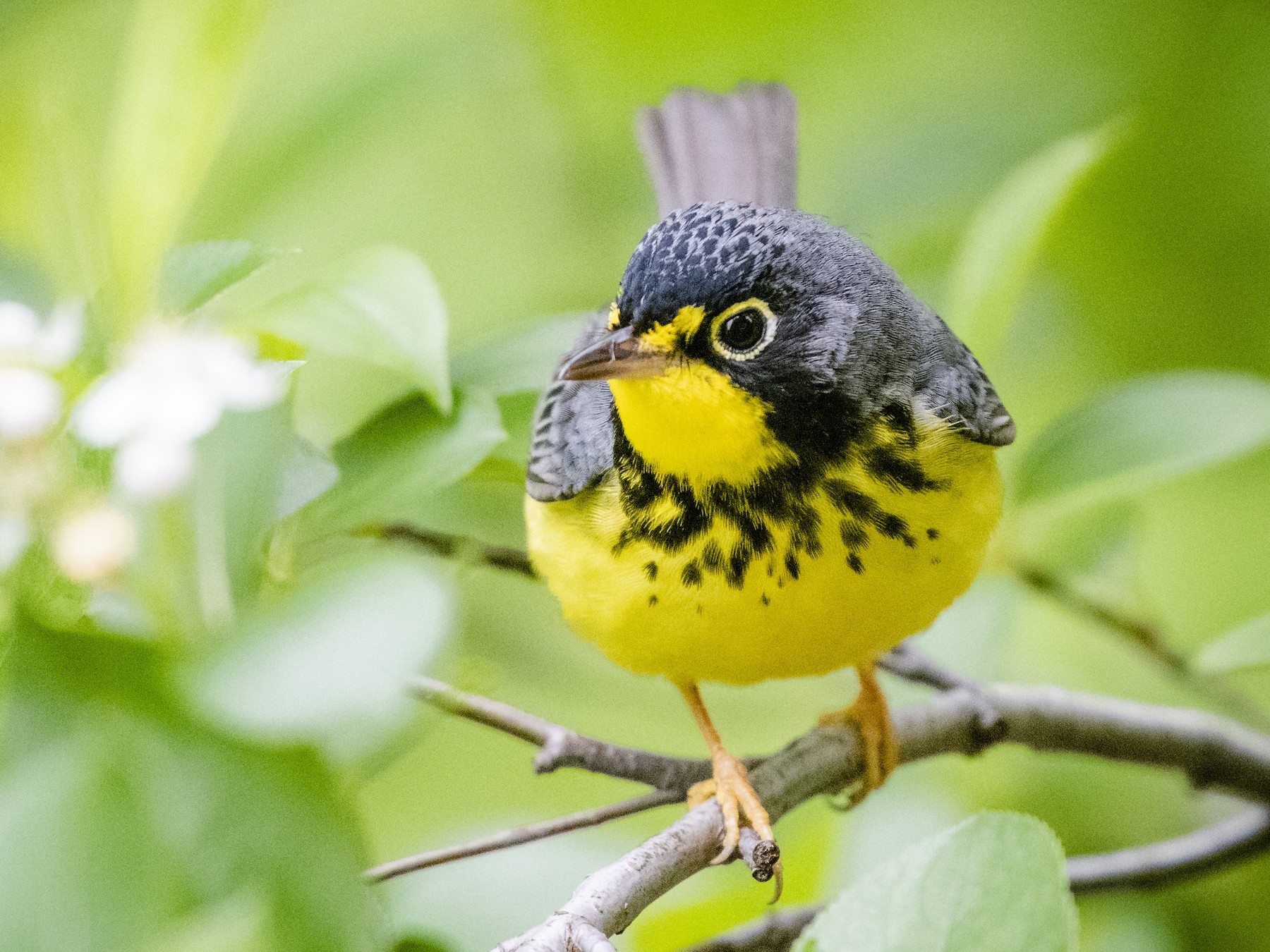 Canada Warbler - Bryan Calk