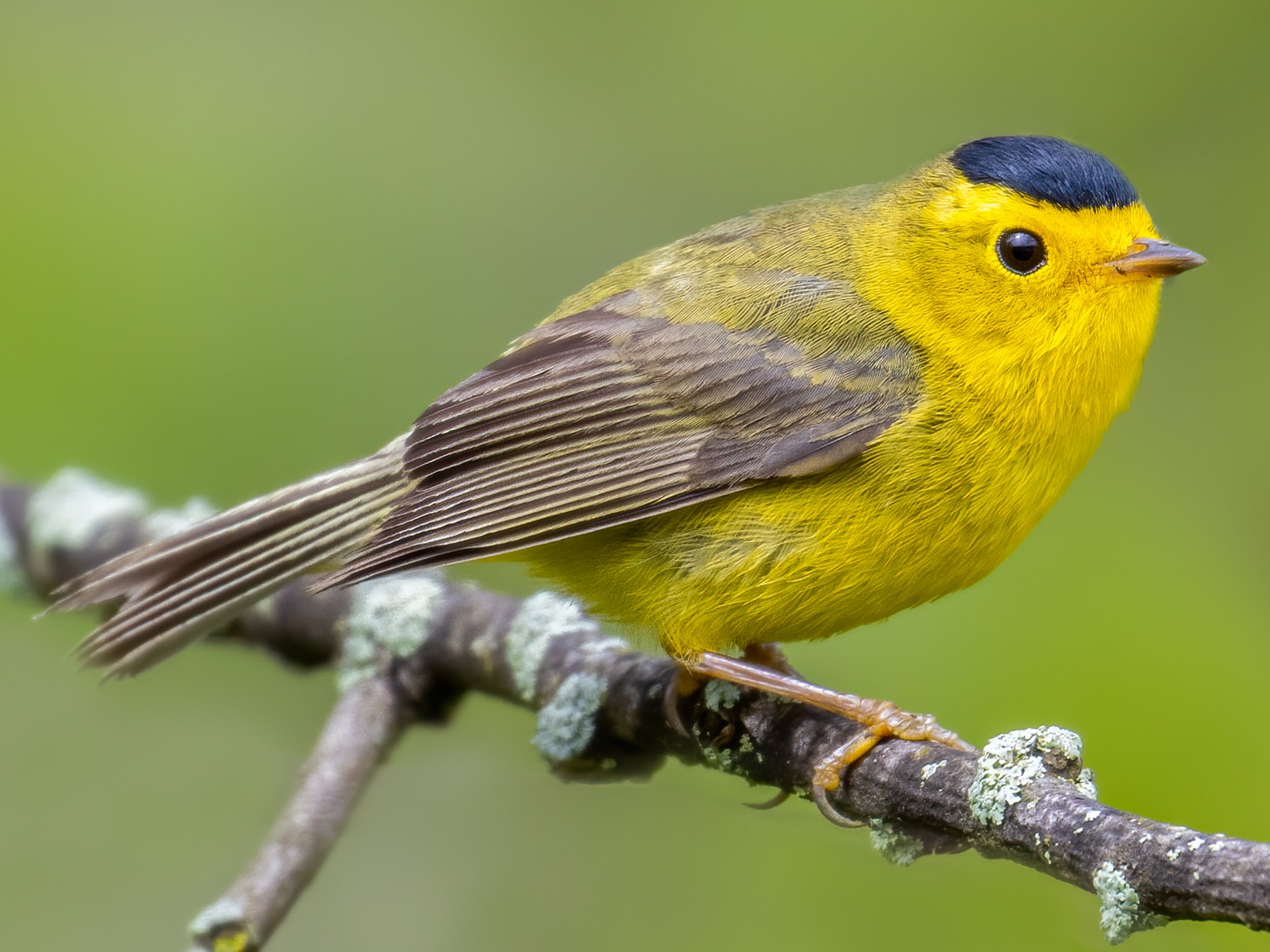 Wilson's Warbler - Brad Imhoff