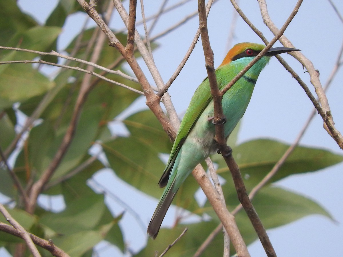 Asian Green Bee-eater - ML297073891