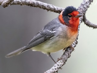  - Red-faced Warbler