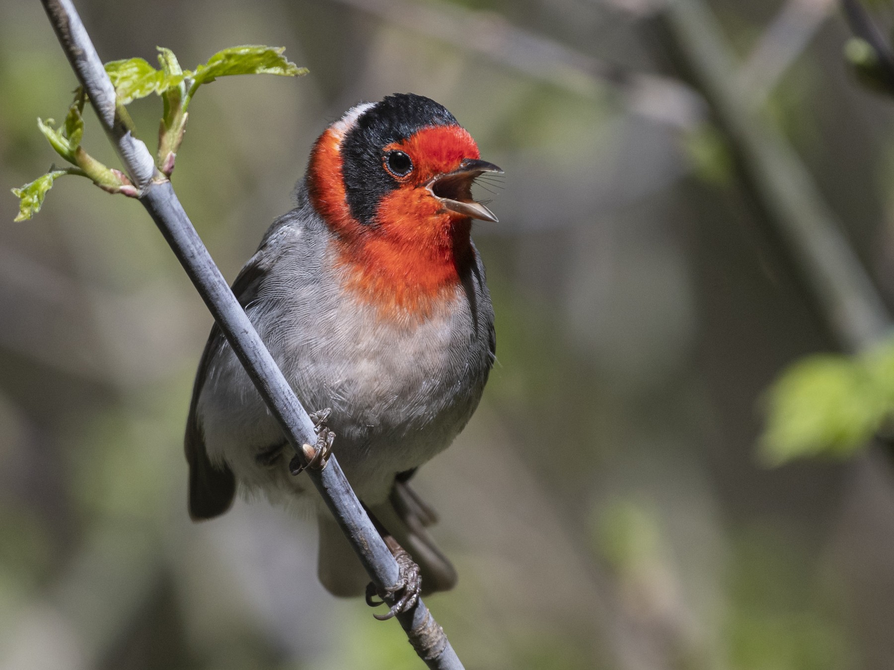 Red-faced Warbler - Bryan Calk