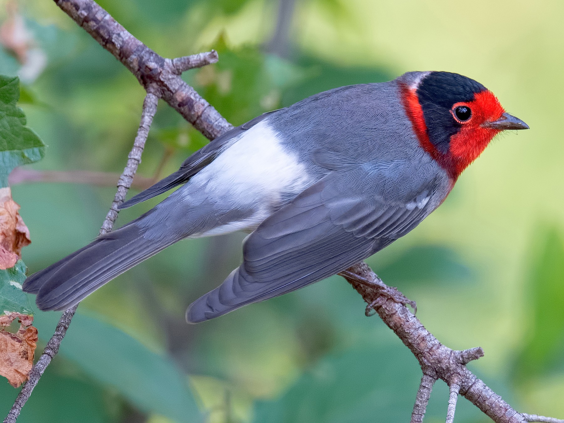 Red-faced Warbler - Shailesh Pinto