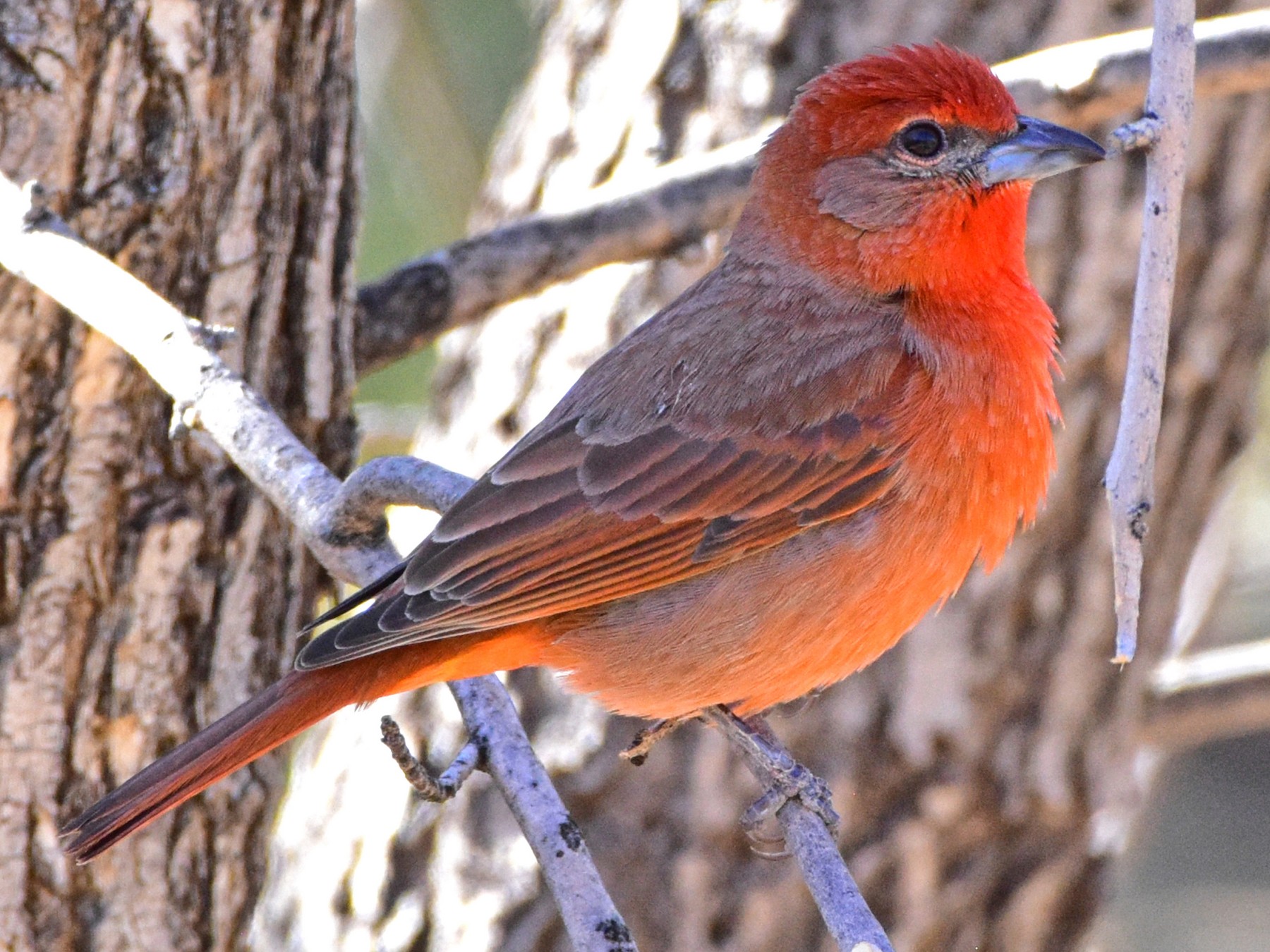 Hepatic Tanager - Nate Gowan