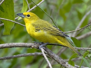 Hembra (Lowland) - Marcos Eugênio Birding Guide - ML297079831