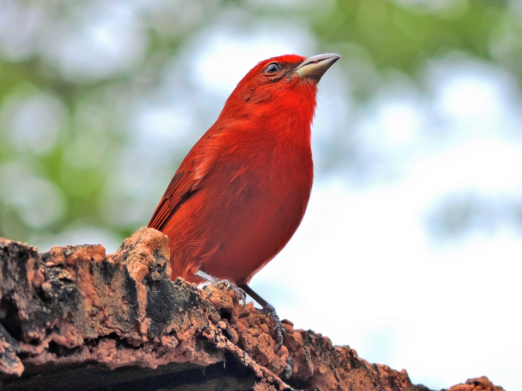 Hepatic Tanager - Alfredo Rosas