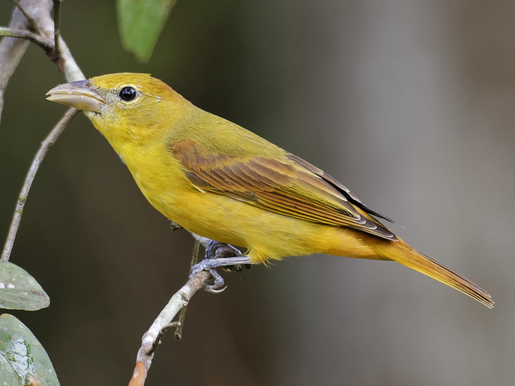 Summer Tanager - Don Danko