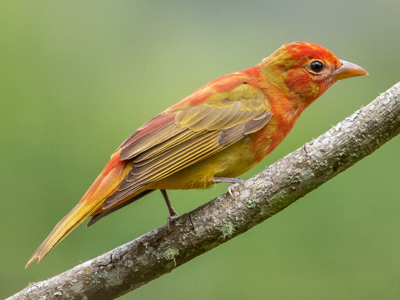 Summer Tanager - Louis Bevier