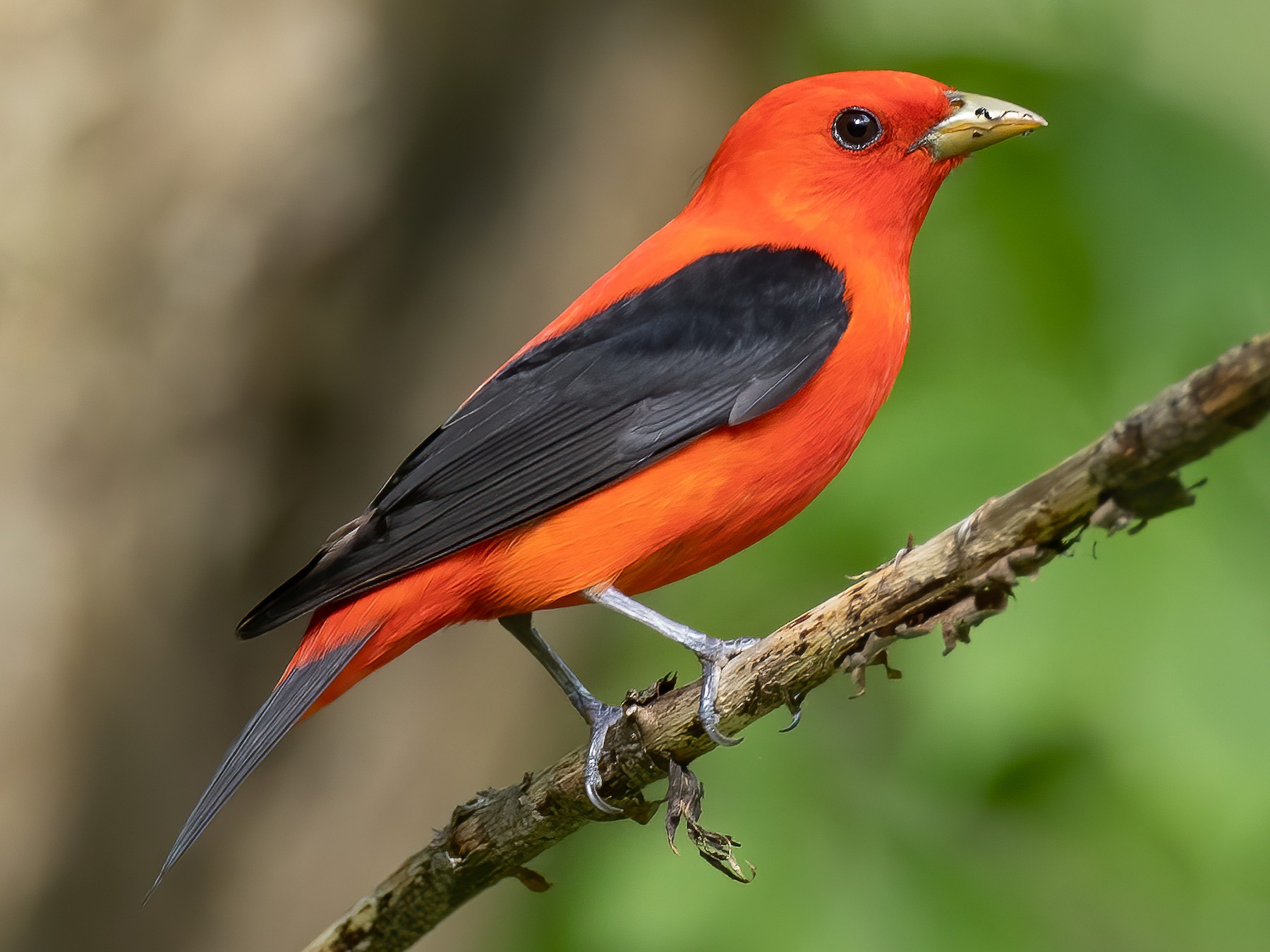 Scarlet Tanager - Ryan Sanderson