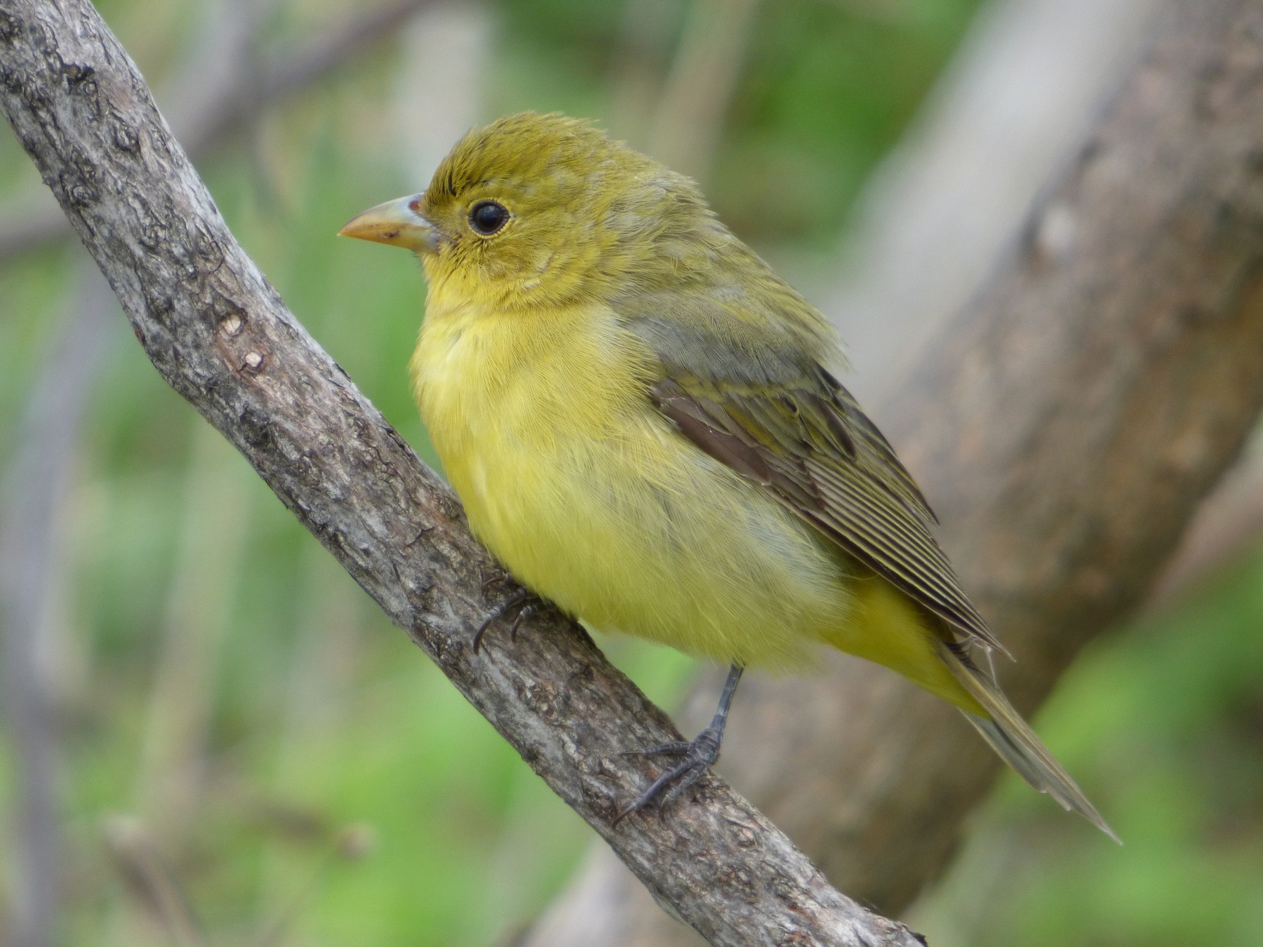 Birds of the Sugarbush: Scarlet Tanager