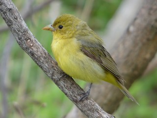 Female - Marieta Manolova - ML297082251