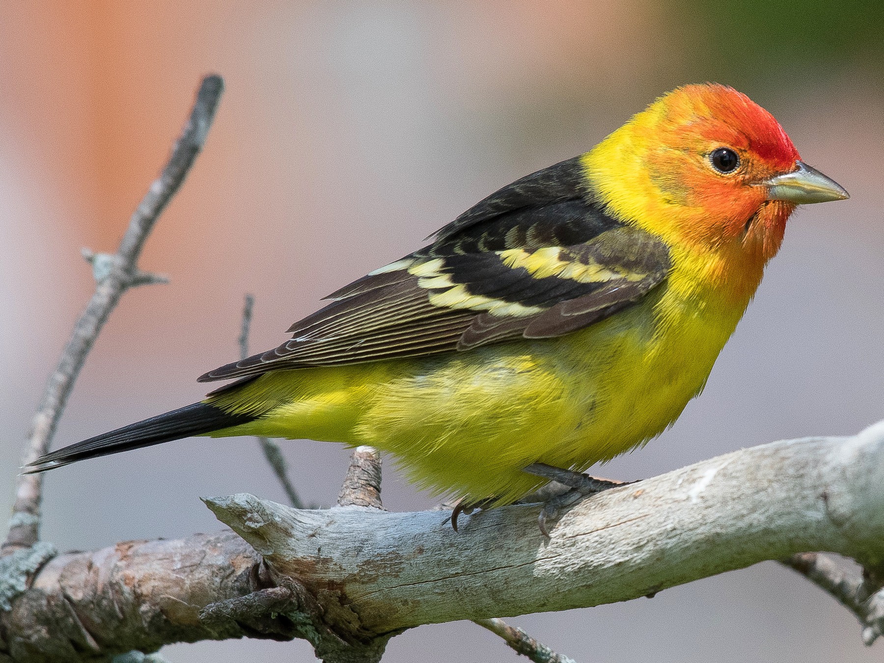 Western Tanager - eBird