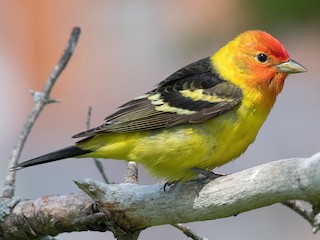  - Western Tanager